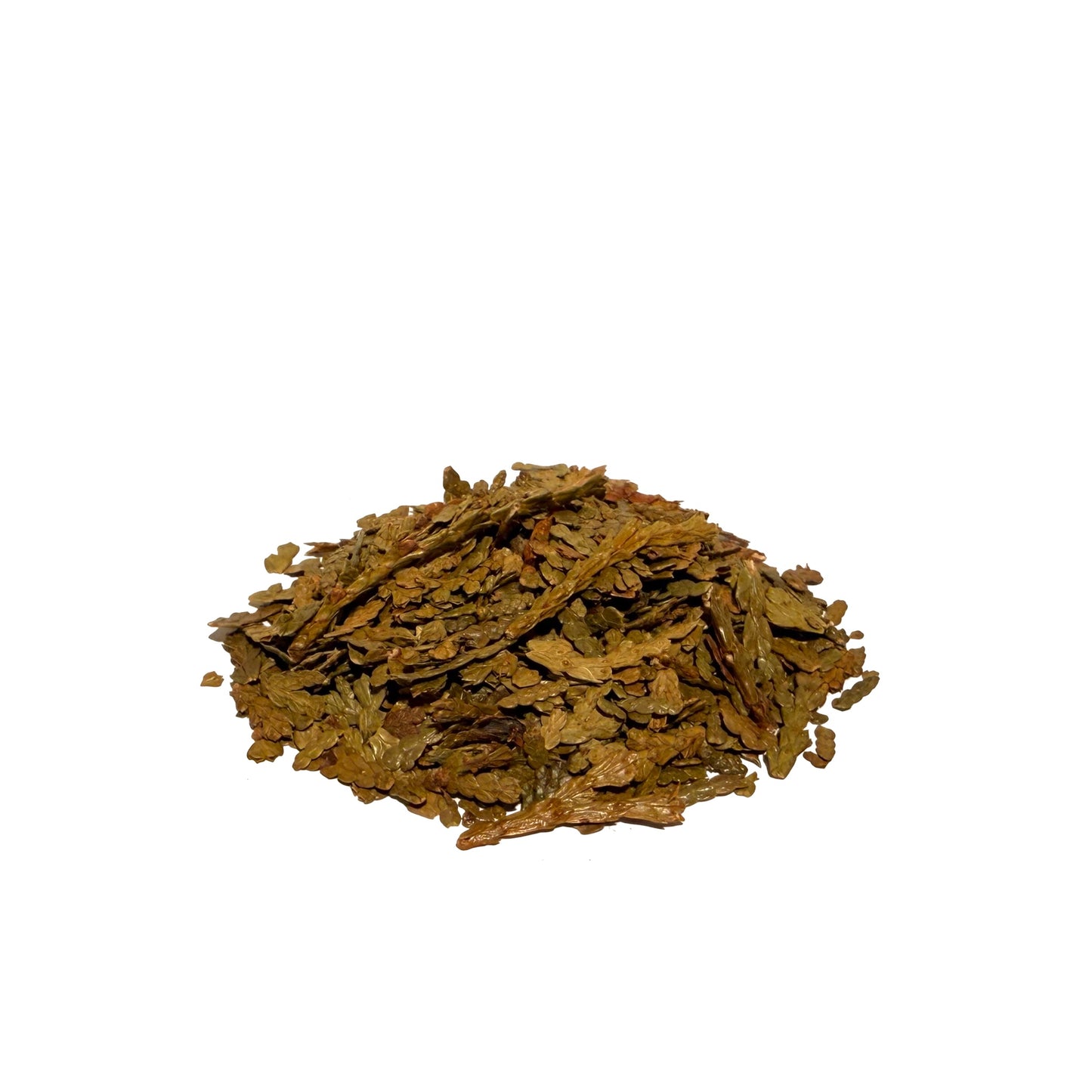 Eastern White Cedar Leaf Whole