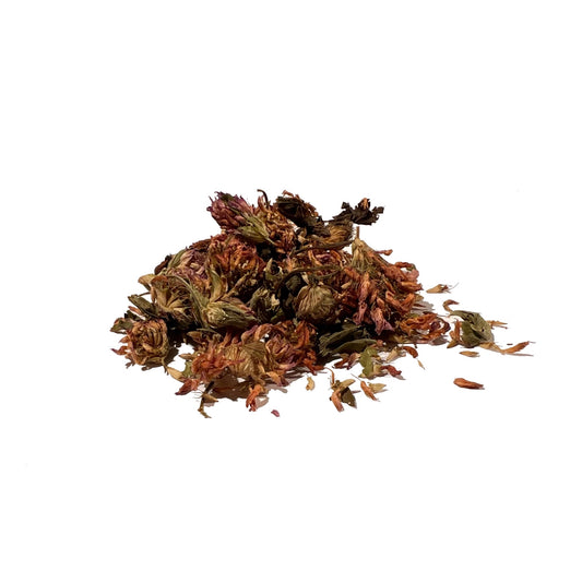 Loose dried red clover blossoms on a white background
