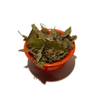 Orange bowl overflowing with dried linden leaf and flowers