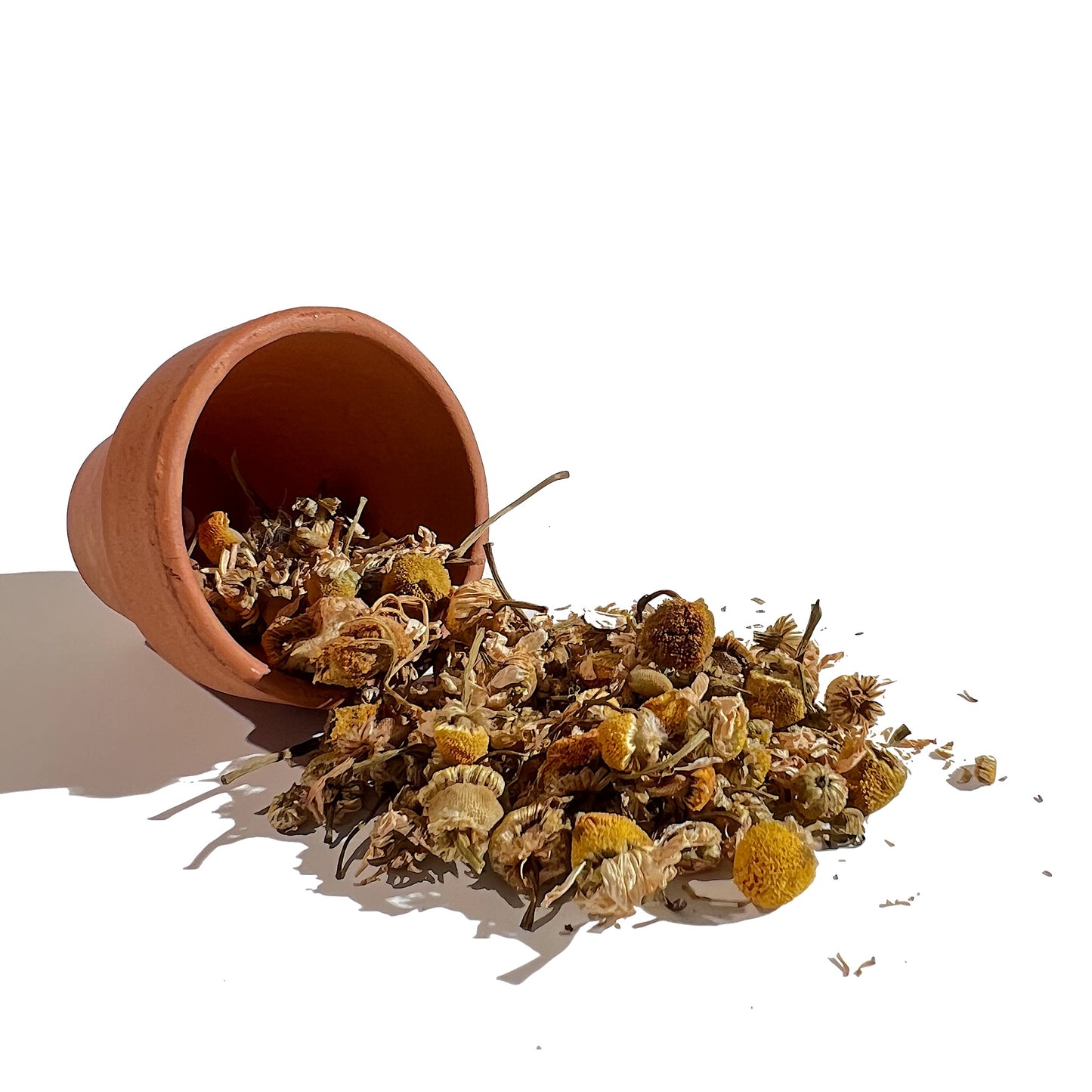 Tiny clay flower pot on its side with dried chamomile flowers