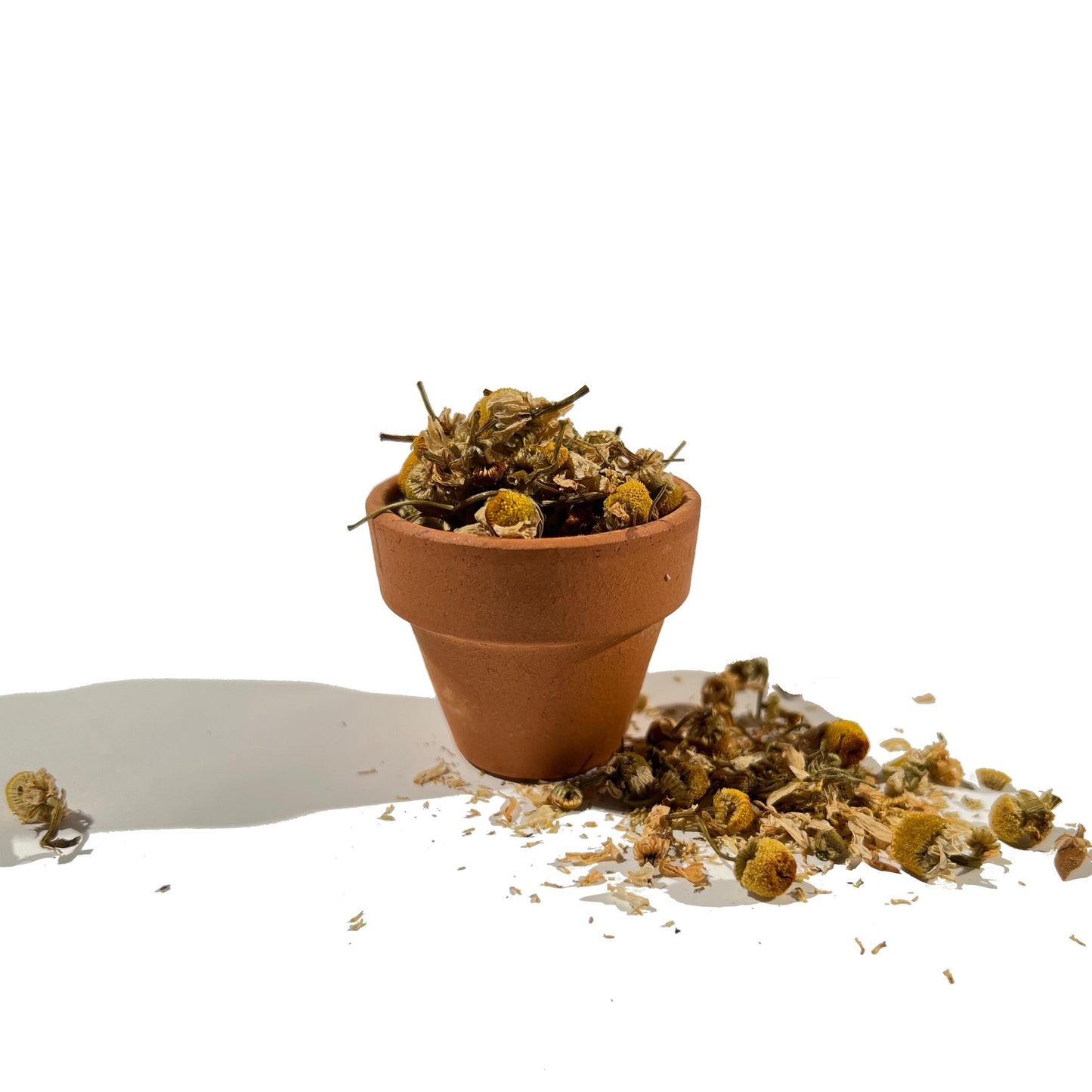 Tiny clay flower pot overflowing with dried chamomile flowers
